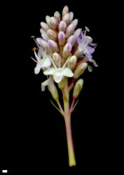 Veronica chathamica. Inflorescence. Scale = 1 mm.
 Image: W.M. Malcolm © Te Papa CC-BY-NC 3.0 NZ